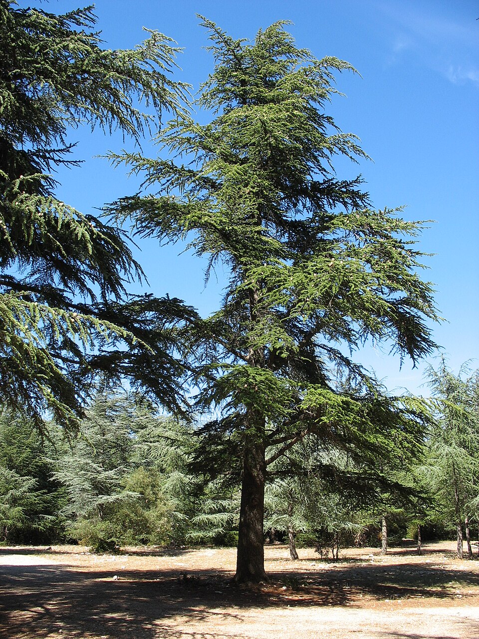 Cèdre dans la forêt du Petit Luberon